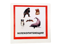 Трехчастные карточки «Млекопитающие»
