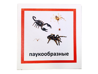 Трехчастные карточки «Паукообразные»