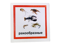 Трехчастные карточки «Ракообразные»