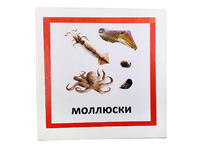 Трехчастные карточки «Моллюски»