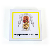 Трехчастные карточки «Внутренние органы»