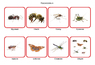 Членистоногие