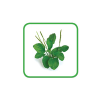 Лекарственные растения